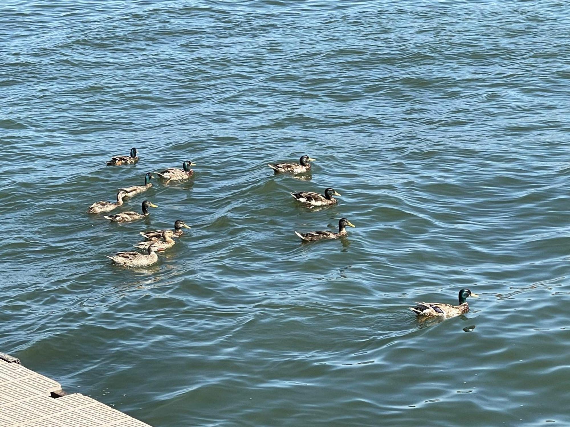 Omeo Clearlake Oaks Glenhaven Zewnętrze zdjęcie