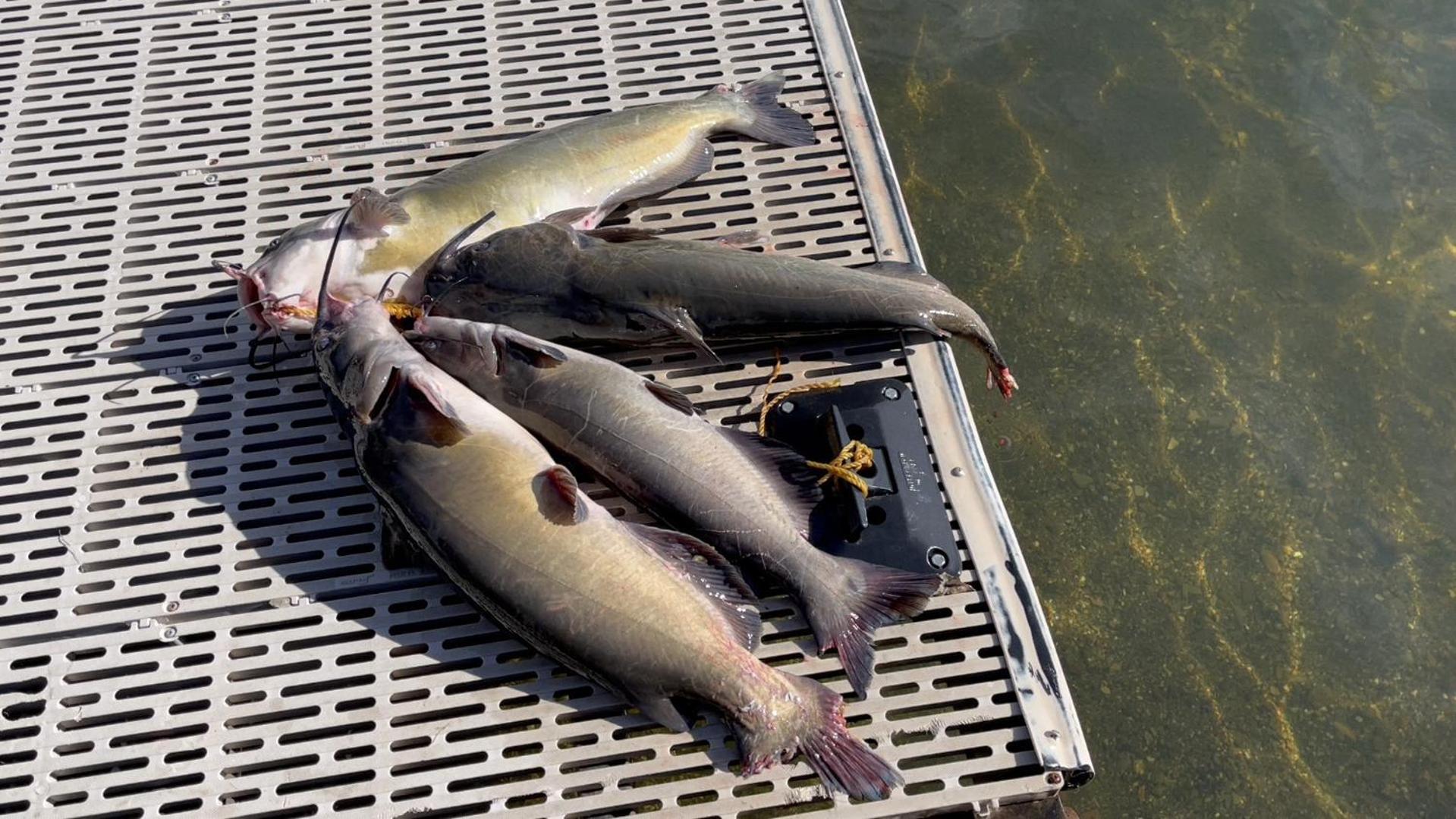 Omeo Clearlake Oaks Glenhaven Zewnętrze zdjęcie